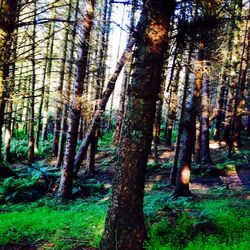 Trees in forest