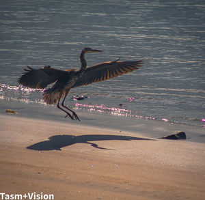 Bird flying over beach