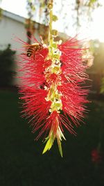 Close-up of red flower