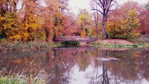 Reflection of trees in lake