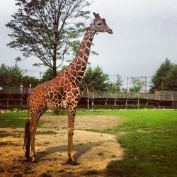 Giraffe standing on tree trunk