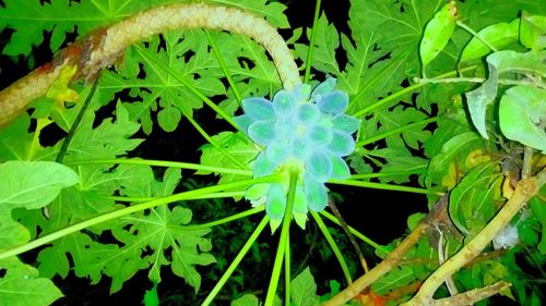 High angle view of flowering plant