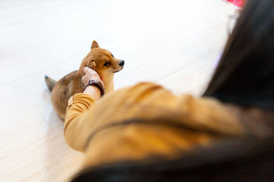 High angle view of a dog