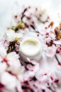 Close-up of white cherry blossom