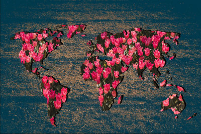 High angle view of pink flowers on land