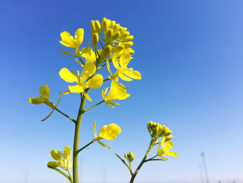 Low angle view of yellow flowering plant against clear blue sky