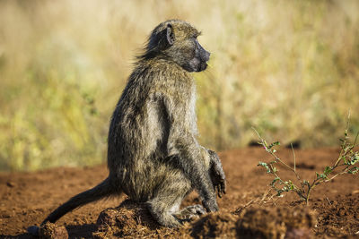 Monkey sitting on field