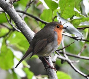 Close-up of bird perching on branch