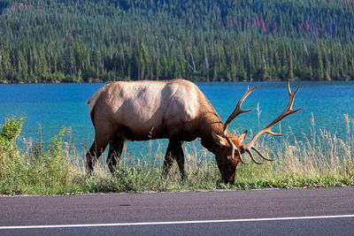 A elk bull feeding on the very edge of a highway.