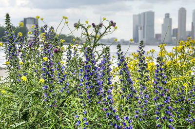 Close-up of purple flowering plants on field against sky