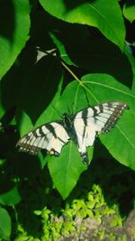 Close-up of butterfly perching on leaf