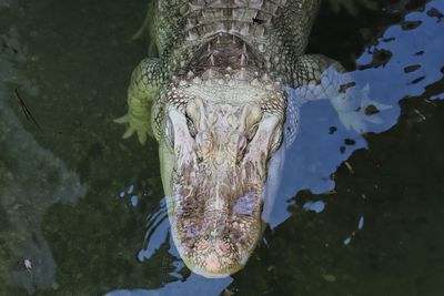 Large albino alligator head in water