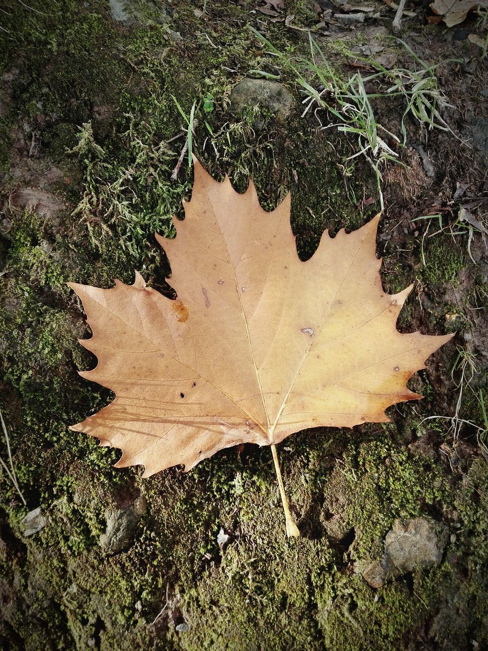 HIGH ANGLE VIEW OF MAPLE LEAVES ON LAND