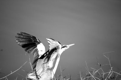 Side view of heron perching beside pond