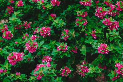 Close-up of pink flowering plants