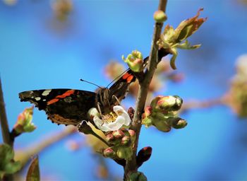 Close-up of butterfly pollinating flower