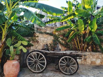 Potted plants in yard against building