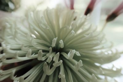 Close-up of white flowering plant