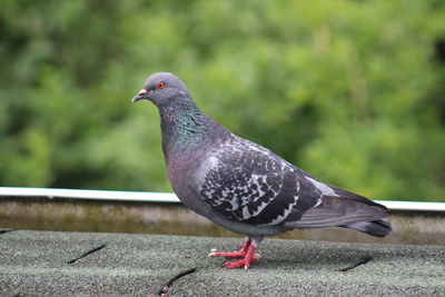 Close-up of bird