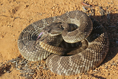 Close-up of snake
