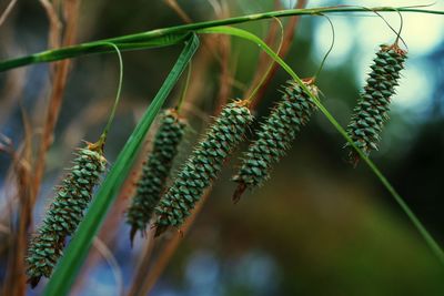 Close-up of fresh plant