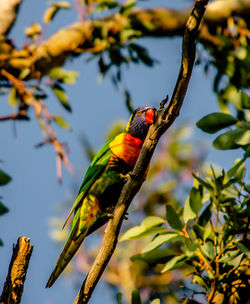 Low angle view of bird perching on tree