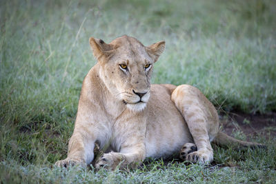 Lion relaxing on a field