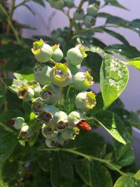 Close-up of plant growing on plant