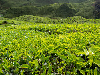 Scenic view of rice field