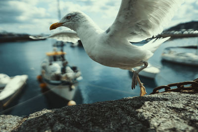 Close-up of seagull