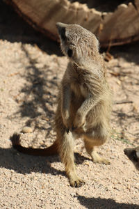 Meerkat sitting on rock