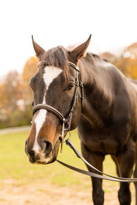 Horse standing on field