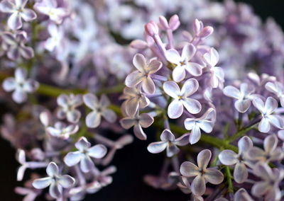 Close-up of purple flowering plant