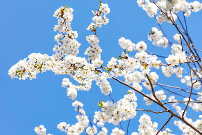 A branch of a blossoming apple tree with snow-white flowers against the background of other branches