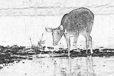 View of deer standing in lake