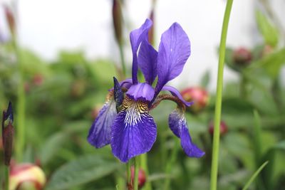 Close-up of purple iris flower