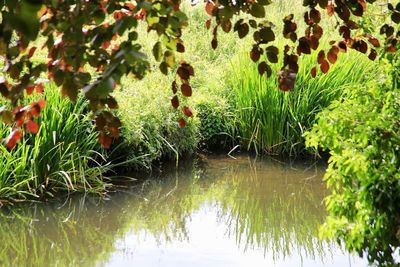 Close-up of plants by lake
