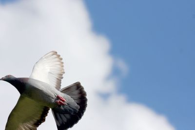 Low angle view of bird flying against clear sky