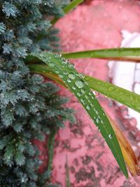 Close-up of wet plant