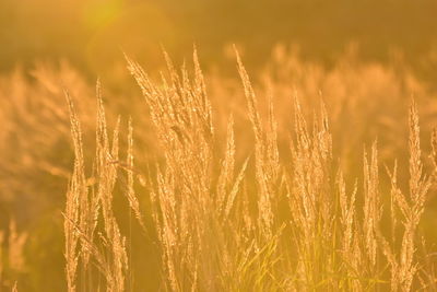 Close-up of wheat growing on field