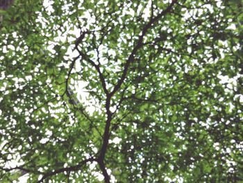 Low angle view of tree against sky