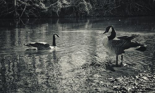 Swans swimming in lake