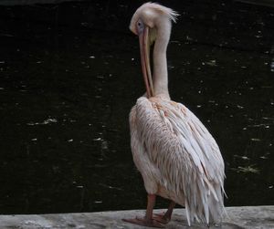 Close-up of bird standing by water