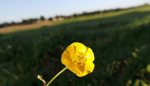 Close-up of yellow flower blooming in field