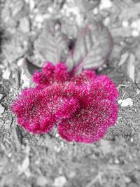 Close-up of pink flowers