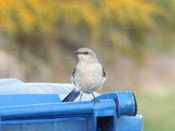 Close-up of bird perching on garbage bin