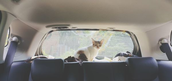 Portrait of cat sitting in car