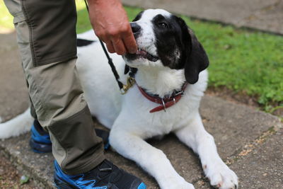 Low section of person with dog standing outdoors