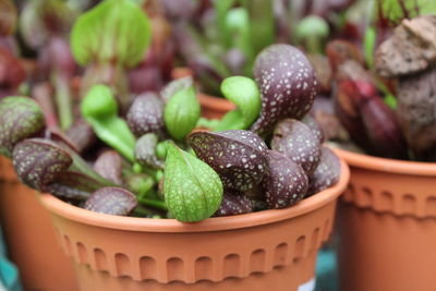 Close-up of fresh green leaves
