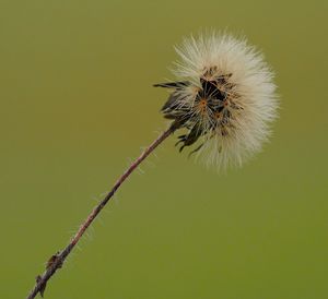 Close-up of insect on flower